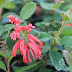 Grevillea Deua Flame 30 Grevillea Deua Flame -Plant Seed Store duea flame grevillea flowers