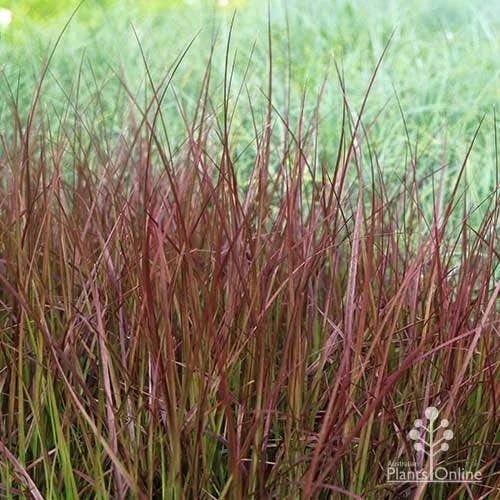 Pennisetum - Dwarf Purple Fountain Grass 1 Pennisetum - Dwarf Purple Fountain Grass