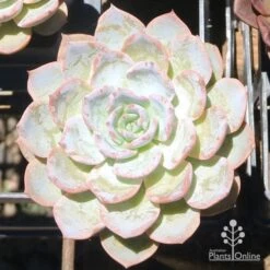 Echeveria Morning Beauty - Succulent 7 Echeveria Morning Beauty - Succulent -Plant Seed Store eceheveria morning beauty