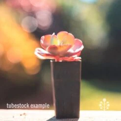 New Products -Plant Seed Store echeveriafireandice tubestock 1