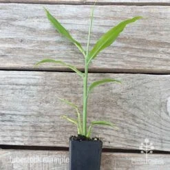 Zingiber - Edible Ginger 13 Zingiber - Edible Ginger -Plant Seed Store edible ginger