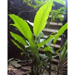 Zingiber - Edible Ginger 14 Zingiber - Edible Ginger -Plant Seed Store edible ginger full