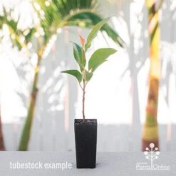 Elaeocarpus Prima Donna - Blueberry Ash 13 Elaeocarpus Prima Donna - Blueberry Ash -Plant Seed Store elaeocarpus prima donna tube