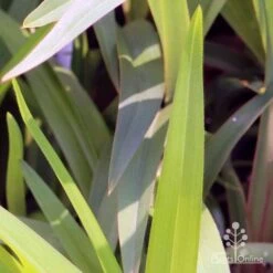 Dianella Cherry Red -Plant Seed Store em fountain v cherry red img 6989