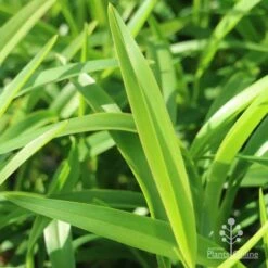 Dianella Emerald Fountain 12 Dianella Emerald Fountain -Plant Seed Store emerald fountain leaf