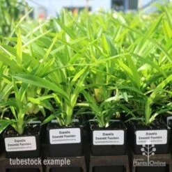 Dianella Emerald Fountain 13 Dianella Emerald Fountain -Plant Seed Store emerald fountain tubestock standard