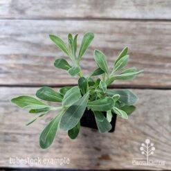 Eremophila Blue Horizon - Emu Bush -Plant Seed Store eremophila blue horizon 1