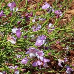 Eremophila Summertime Blue - Emu Bush 11 Eremophila Summertime Blue - Emu Bush -Plant Seed Store eremophila summertime blue flickr cultivar413 crop
