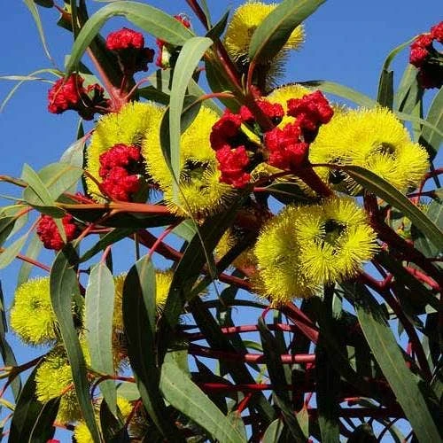 Australian Wildflower Illyarrie Redcap Gum - Seed 1 Australian Wildflower Illyarrie Redcap Gum - Seed