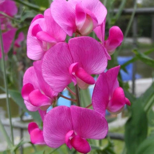 Sweet Pea Everlasting Mix - Seed 2 Sweet Pea Everlasting Mix - Seed - Image 2