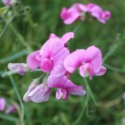 Sweet Pea Everlasting Mix - Seed 8 Sweet Pea Everlasting Mix - Seed -Plant Seed Store everlasting pea pink closeup
