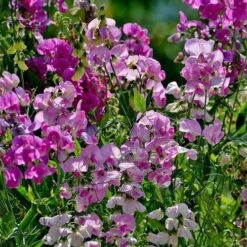 Sweet Pea Everlasting Mix - Seed 7 Sweet Pea Everlasting Mix - Seed -Plant Seed Store everlasting peas in sun