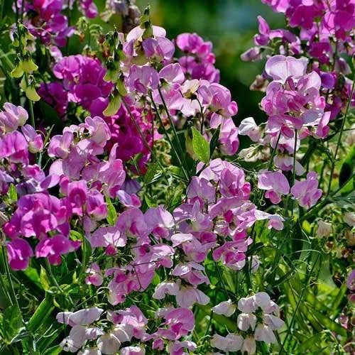 Sweet Pea Everlasting Mix - Seed 3 Sweet Pea Everlasting Mix - Seed - Image 3