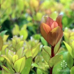 Metrosideros Little Ewan - Dwarf NZ Christmas Bush 18 Metrosideros Little Ewan - Dwarf NZ Christmas Bush -Plant Seed Store ewan leaf colour new