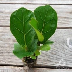 Ficus Lyrata Bambino - Fiddle Leaf Fig 14 Ficus Lyrata Bambino - Fiddle Leaf Fig -Plant Seed Store ficus bambino 2