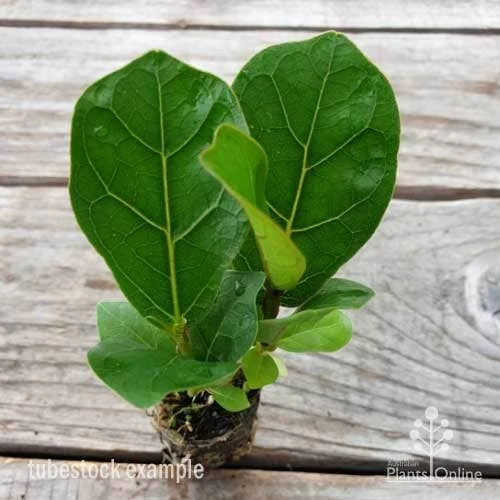 Ficus Lyrata Bambino - Fiddle Leaf Fig 7 Ficus Lyrata Bambino - Fiddle Leaf Fig - Image 7