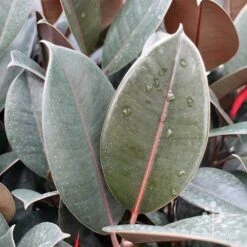 Ficus Elastica Burgundy - Rubber Plant 18 Ficus Elastica Burgundy - Rubber Plant -Plant Seed Store ficus burgundy leaves
