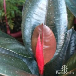 Ficus Elastica Burgundy - Rubber Plant 12 Ficus Elastica Burgundy - Rubber Plant -Plant Seed Store ficus burgundy new leaf 2