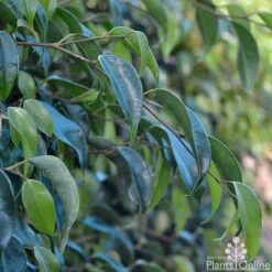 Ficus Benjamina Midnight Beauty - Weeping Fig -Plant Seed Store ficus midnight beauty foliage