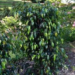 Ficus Benjamina Midnight Beauty - Weeping Fig -Plant Seed Store ficus midnight beauty tall