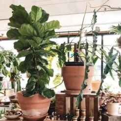Ficus Lyrata - Fiddle Leaf Fig 14 Ficus Lyrata - Fiddle Leaf Fig -Plant Seed Store ficus lyrata in terracotta