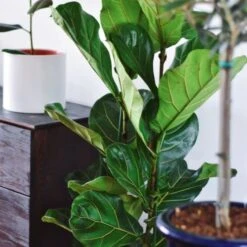 Ficus Lyrata - Fiddle Leaf Fig 11 Ficus Lyrata - Fiddle Leaf Fig -Plant Seed Store ficus lyrata leaf 500 1