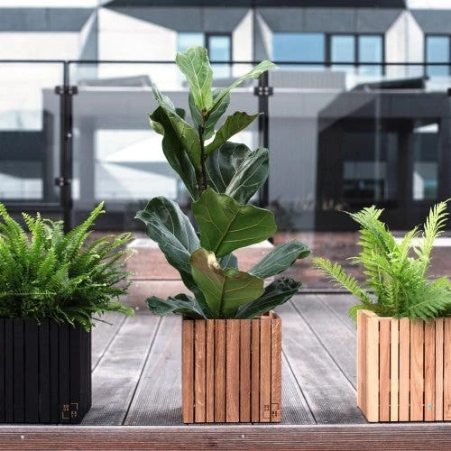 Ficus Lyrata - Fiddle Leaf Fig 5 Ficus Lyrata - Fiddle Leaf Fig - Image 5