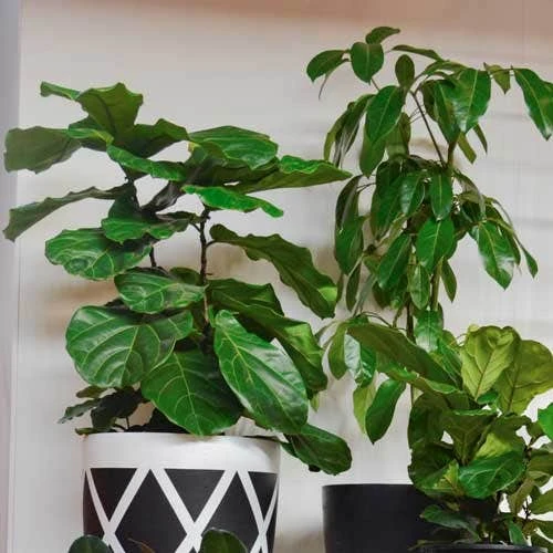 Ficus Lyrata Bambino - Fiddle Leaf Fig 1 Ficus Lyrata Bambino - Fiddle Leaf Fig