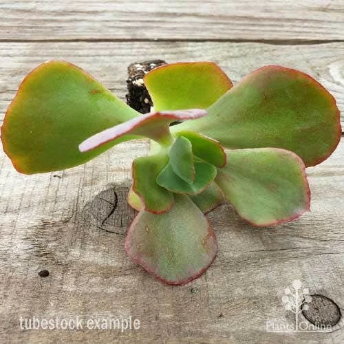 Echeveria Fire And Ice - Succulent 4 Echeveria Fire And Ice - Succulent - Image 4