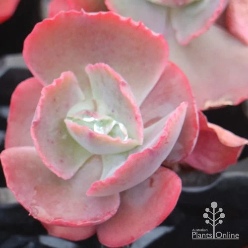 Echeveria Fire And Ice - Succulent 1 Echeveria Fire And Ice - Succulent
