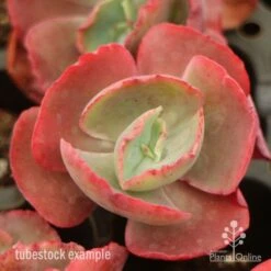 Echeveria Fire And Ice - Succulent 7 Echeveria Fire And Ice - Succulent -Plant Seed Store fire ice top view