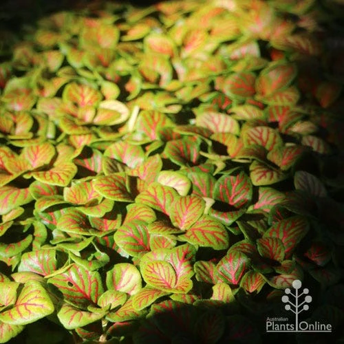 Fittonia Skeleton - Snakeskin Plant 2 Fittonia Skeleton - Snakeskin Plant - Image 2