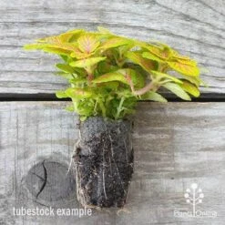Fittonia Skeleton - Snakeskin Plant 7 Fittonia Skeleton - Snakeskin Plant -Plant Seed Store fittonia skeleton plug 500 1