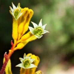 Anigozanthos Yellow Gem - Kangaroo Paw -Plant Seed Store flannel flowers yellow 2 1