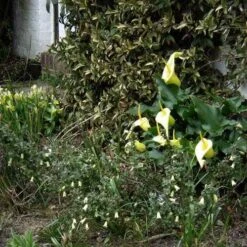 Correa Nummulariifolia - Roundleaf Correa 11 Correa Nummulariifolia - Roundleaf Correa -Plant Seed Store flickr peganum correa reflexa numm 1