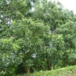 Burdekin Plum - Pleiogynium 21 Burdekin Plum - Pleiogynium -Plant Seed Store flickr wendy cutler burdekin plum