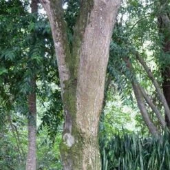 Burdekin Plum - Pleiogynium 22 Burdekin Plum - Pleiogynium -Plant Seed Store flickr wendy cutler burdekin plum bark