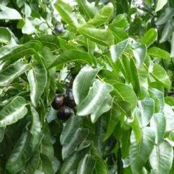Burdekin Plum - Pleiogynium 15 Burdekin Plum - Pleiogynium -Plant Seed Store flickr wendy cutler burdekin plum fruits
