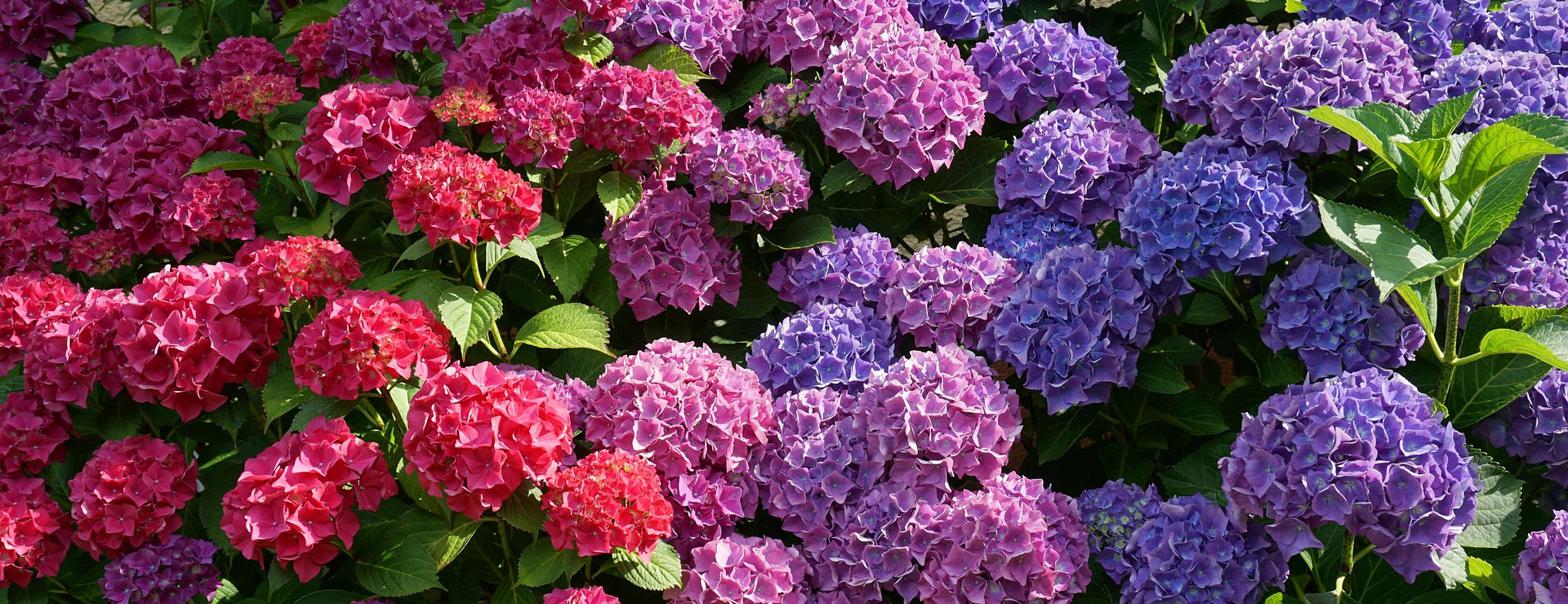 Plant Seed Store -Plant Seed Store flower 2062232 1920