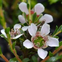 Leptospermum Liversidgei Mozzie Blocker 13 Leptospermum Liversidgei Mozzie Blocker -Plant Seed Store flowers 2
