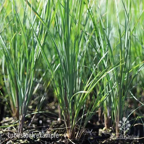 Lomandra Frosty Top 2 Lomandra Frosty Top - Image 2