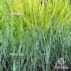 Lomandra Frosty Top 14 Lomandra Frosty Top -Plant Seed Store frosty top against dalliance 1