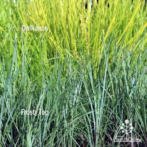 Lomandra Frosty Top 6 Lomandra Frosty Top - Image 6