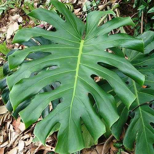 Monstera Deliciosa - Fruit Salad Plant, Swiss Cheese 1 Monstera Deliciosa - Fruit Salad Plant, Swiss Cheese