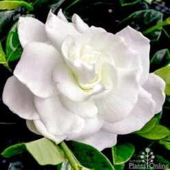 Gardenia True Love