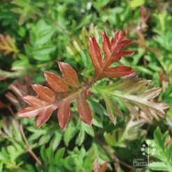 Grevillea Gaudichaudii 14 Grevillea Gaudichaudii -Plant Seed Store gaudichadi grevillea leaf colour