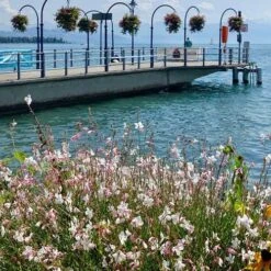 Gaura White 21 Gaura White -Plant Seed Store gaura sea