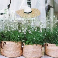 Gaura White 23 Gaura White -Plant Seed Store gaura white baskets
