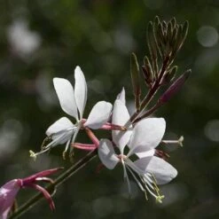 Gaura White 24 Gaura White -Plant Seed Store gaura white close