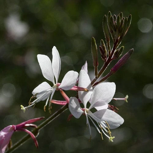 Gaura White 12 Gaura White - Image 12